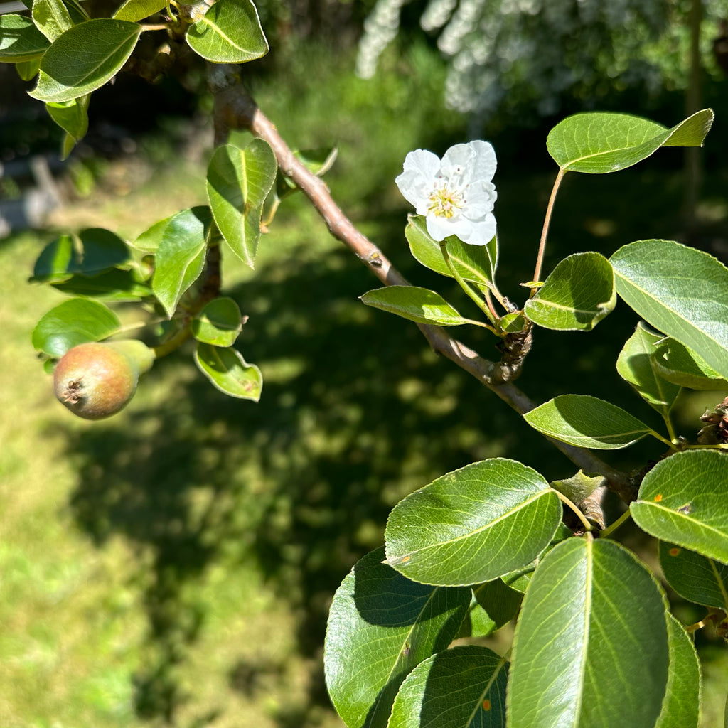 Photograph of a new (small) pear and pear blossom on the tree. Photograph by Lily A. Michaud
