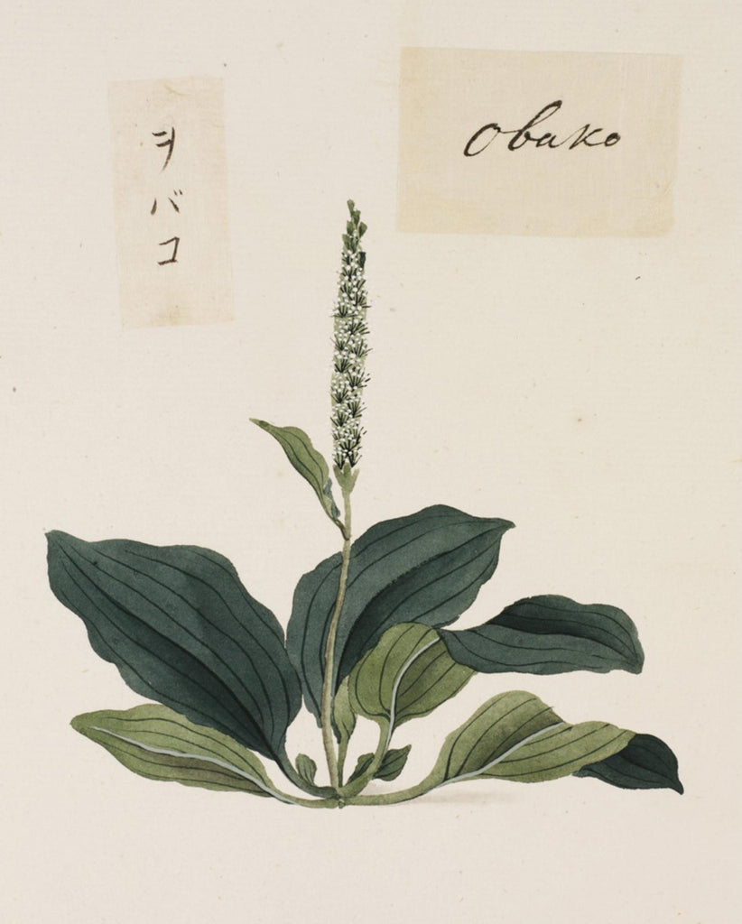 Plantain asiatica illustration by Ishizaki Yushi, c 1823-29