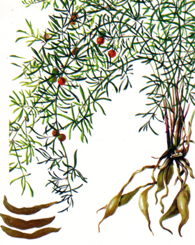 Tian Men Dong, radix aspargii, plant meditation