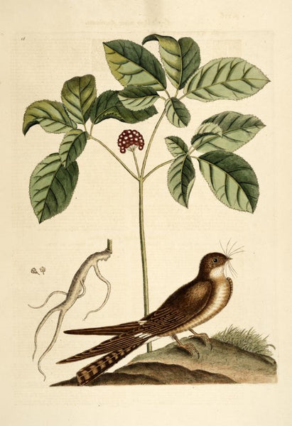 Renshen, panax ginseng illustration "Whip-poor-will with ginseng" by Mark Catesby, 1747