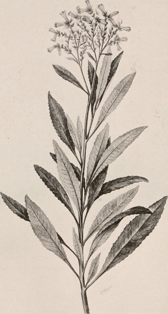 Botanical Illustration of Yerba Santa (californicum) 1825 author Henry Kraemer, wikicommons