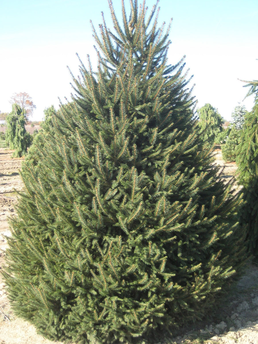 norway spruce seedlings