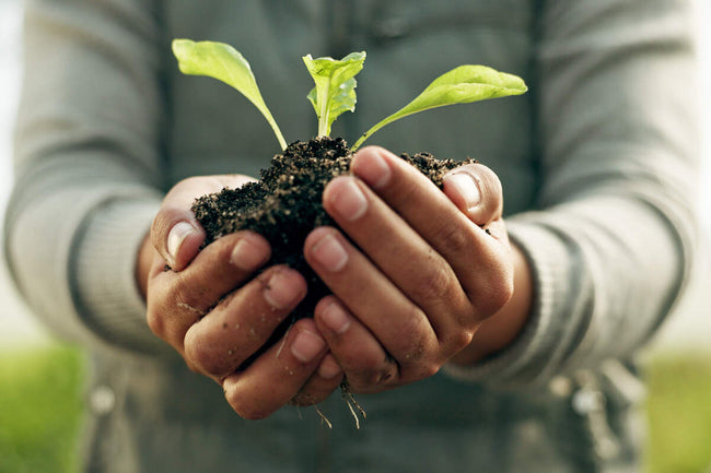 hand holding young plant, propagating eco-friendly industry