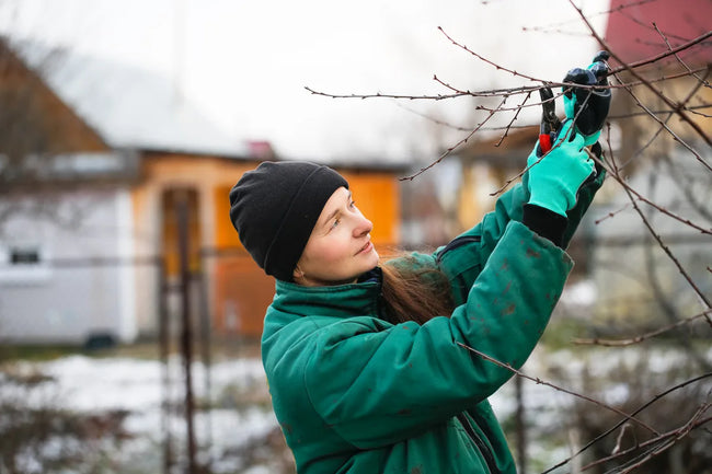 a woman in winter work gloves cuts tree branches