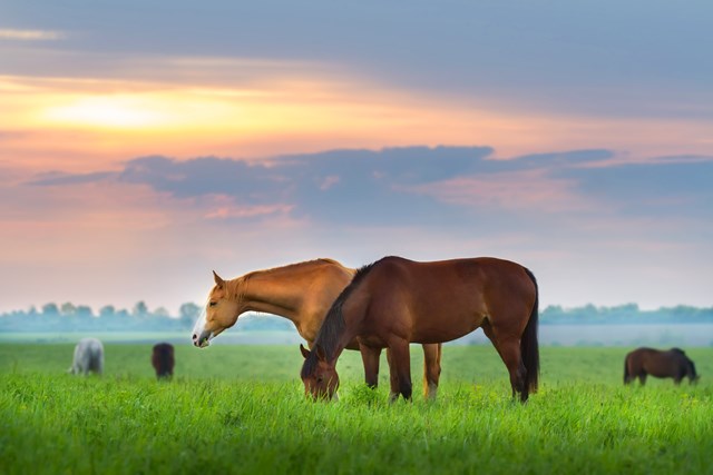 Horse Hippie