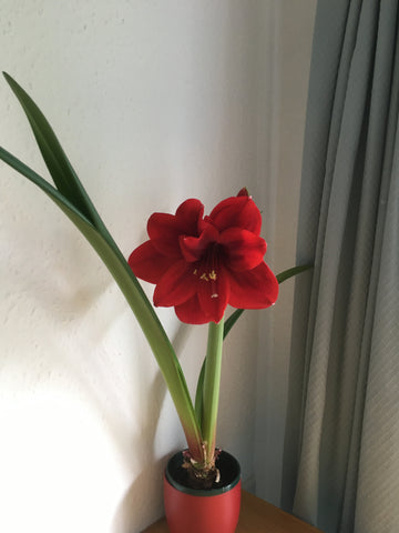 All red amaryllis bloom with leaves
