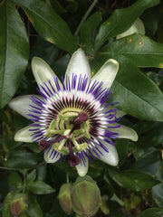 Passion Flower