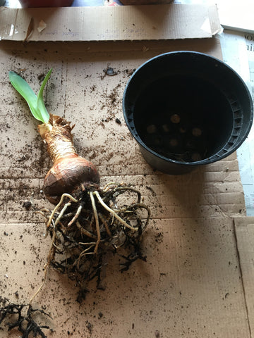 Larger Amaryllis bulb and pot size