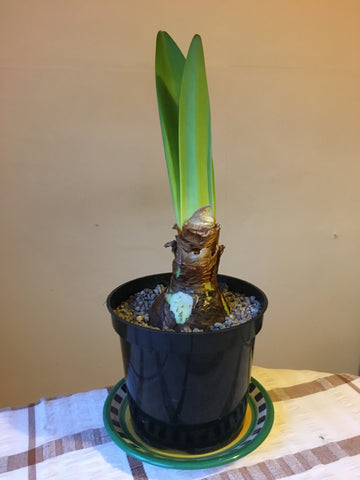 Repotted amaryllis in slightly larger pot dressed with gravel