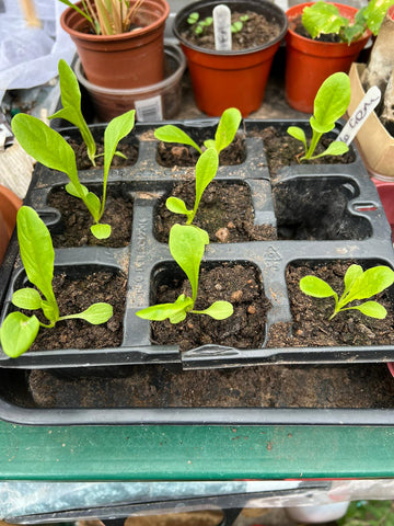 Little Gem Lettuce seedlings potted on into plug tray
