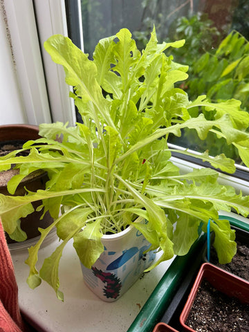 Windowsill cut and come again lettuce looking ready for a trim