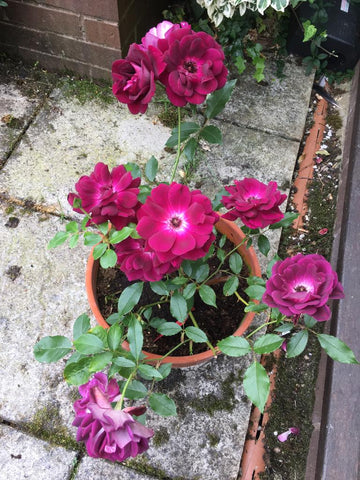 Rose Burgundy Ice in terracotta pot. Colour on the patio easy to view through the patiowindow.