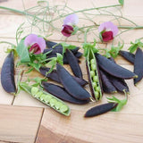 sugar snap peas Purple Magnolia