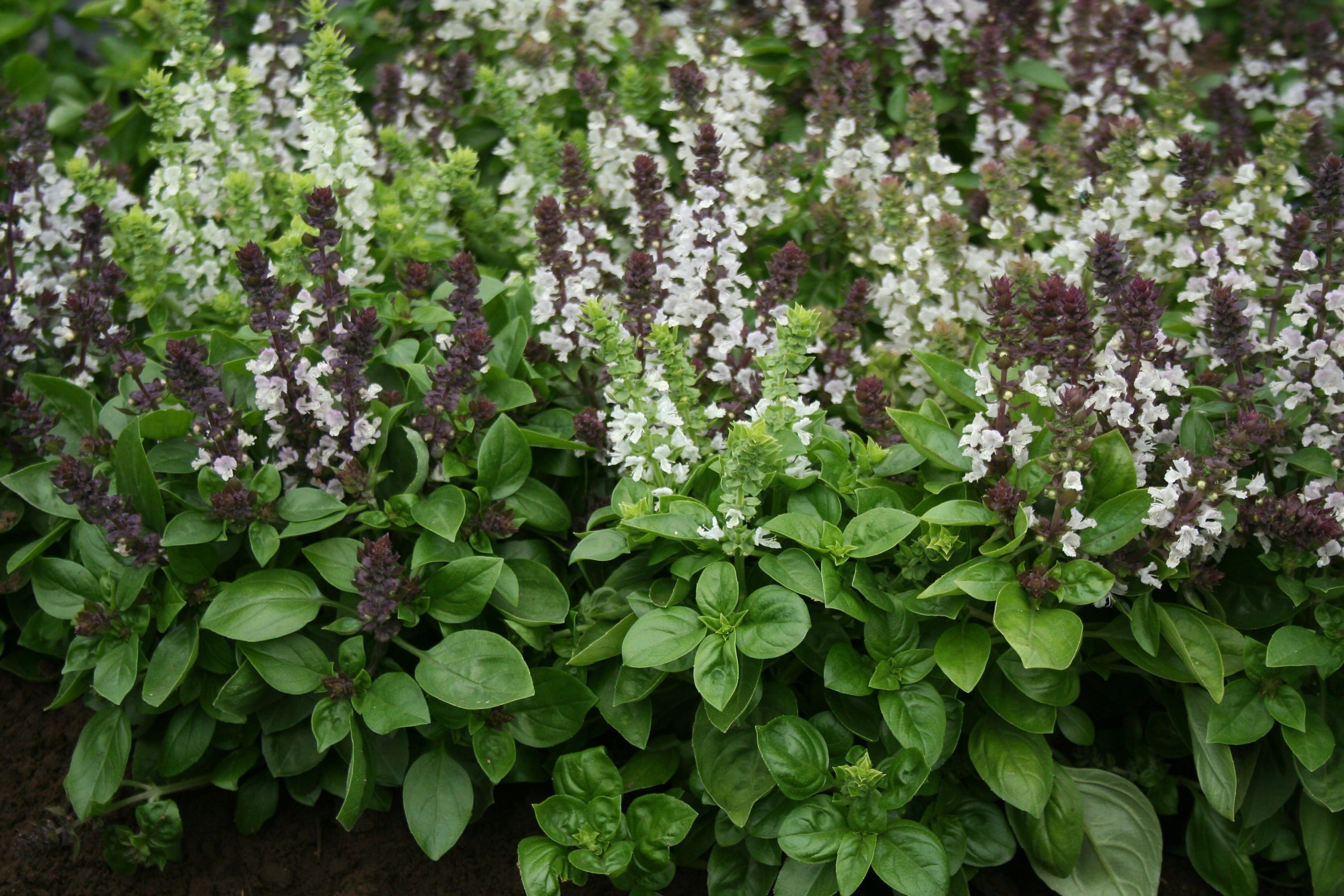 Thompson Morgan Herb Basil Christmas 100 Seed JustSeed