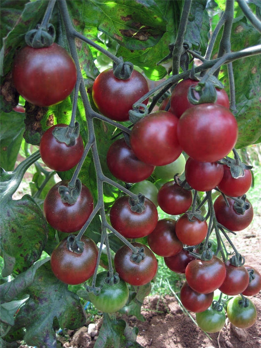 Tomato Pink Brandywine Improved Seeds – JustSeed