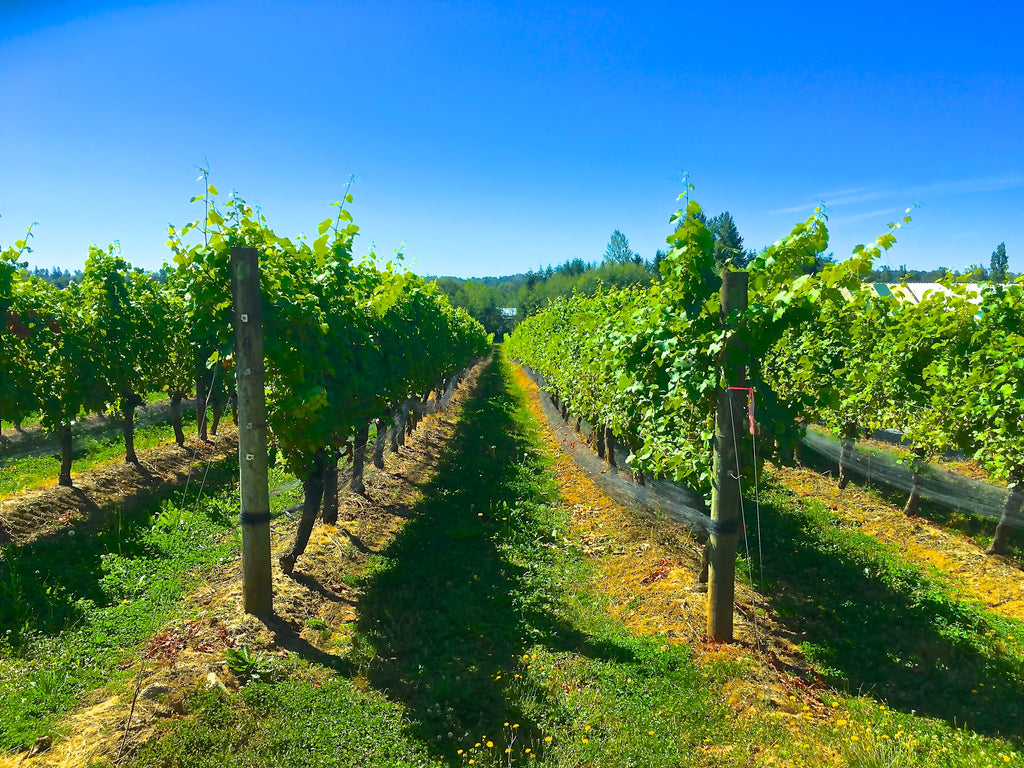 wine tour vancouver