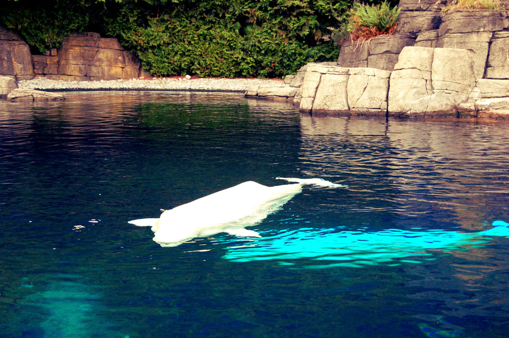 Beluga stanley park vancouver aquarium