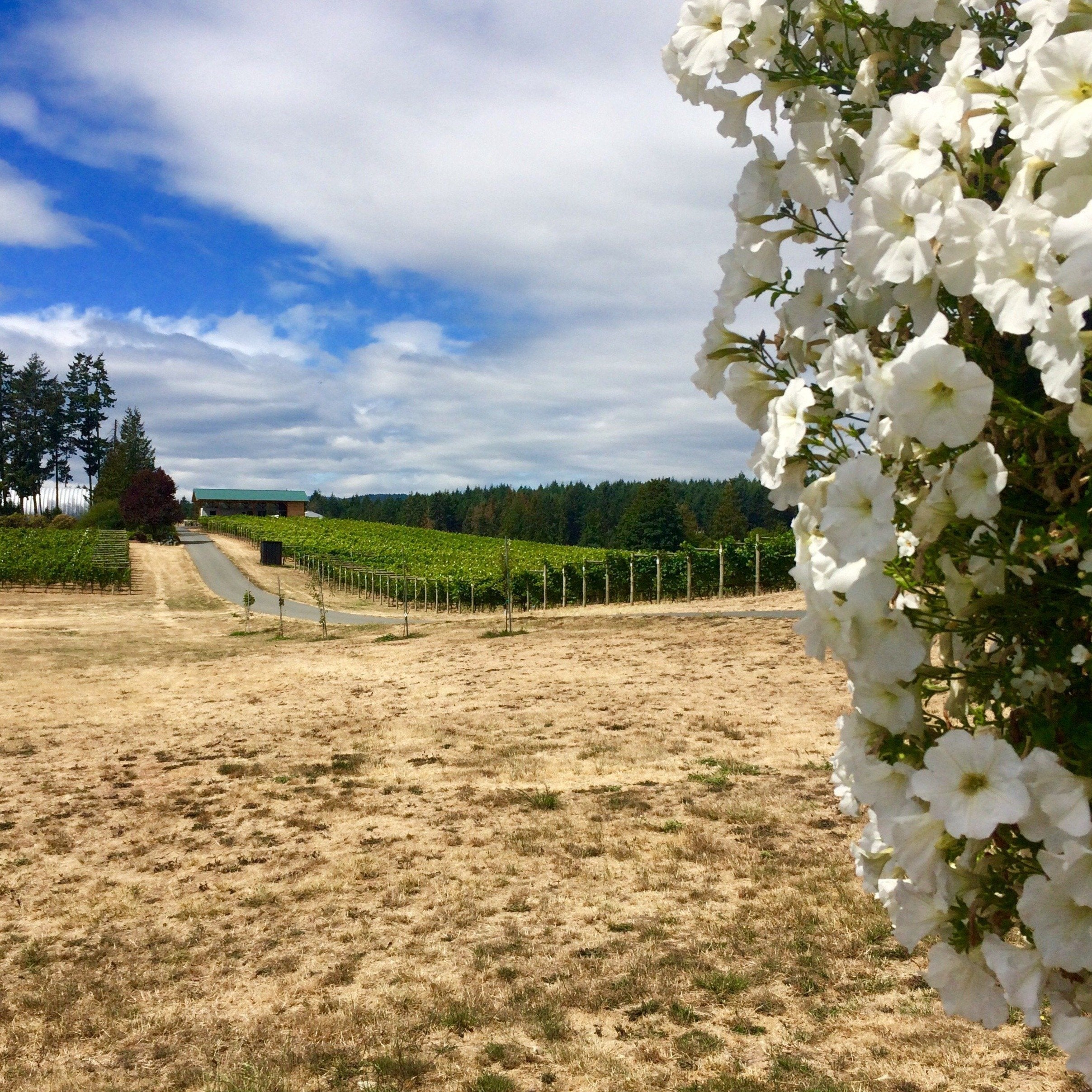 cowichan valley wine tour reviews
