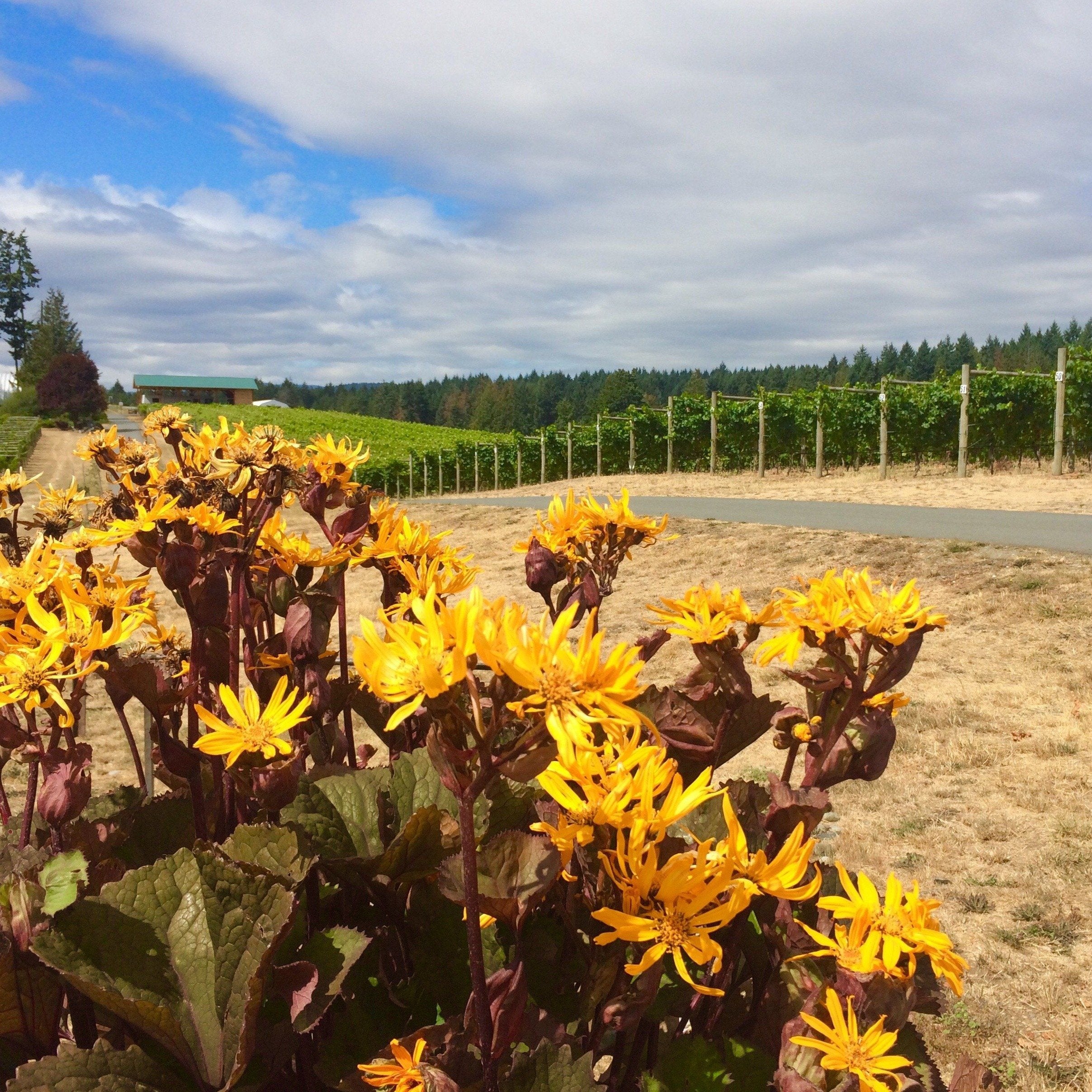 Winery Tours Niagara