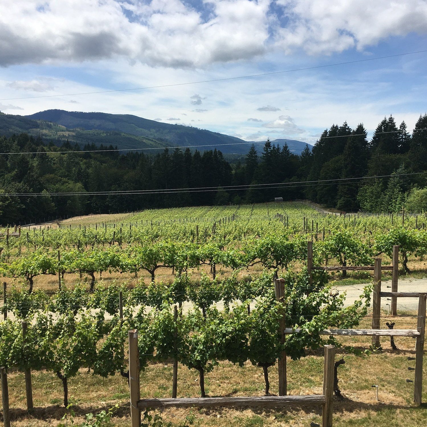 cowichan valley wine tours limo