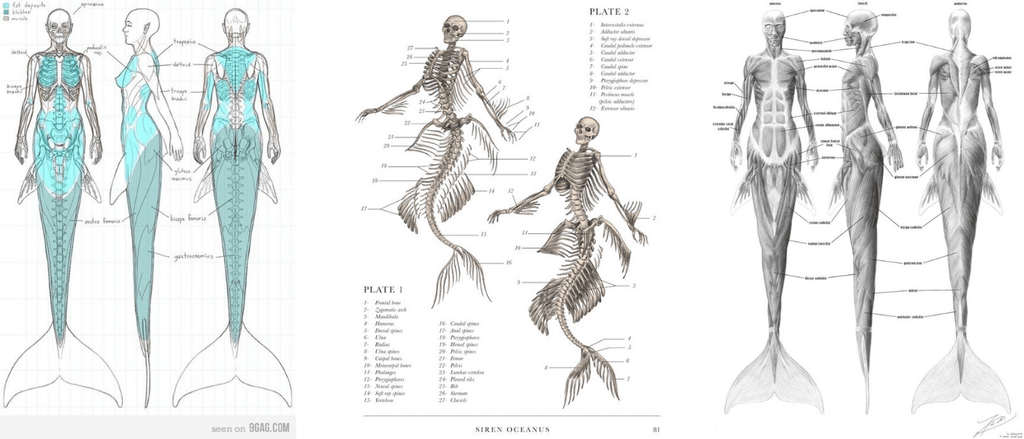 mermaid skeleton anatomy organs muscles