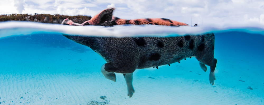 swimming pig bahamas