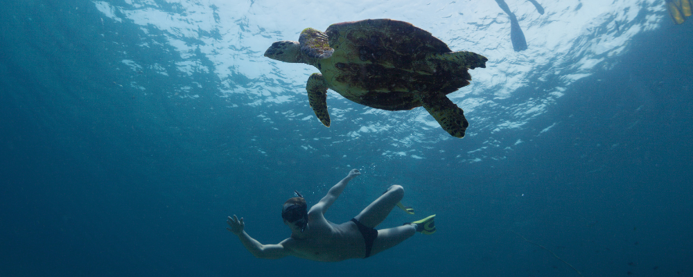 sea turtle snorkeling free diving