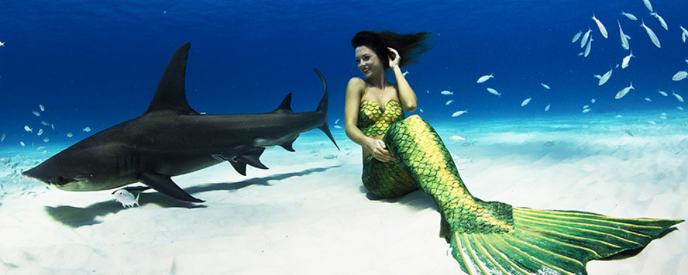 Mermaid swimming with shark
