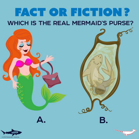 mermaid purse cartoon fact or fiction