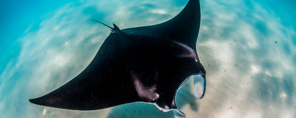 Swimming with Manta ray sting ray