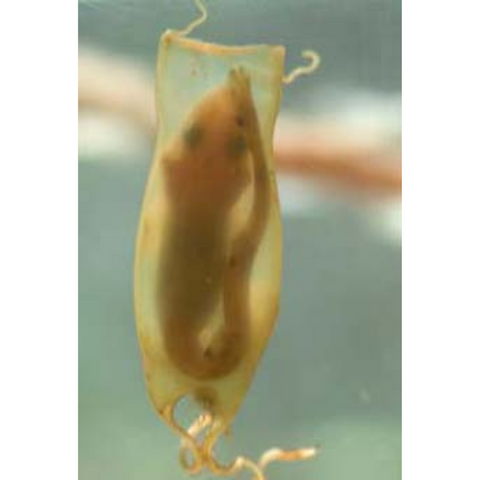 Galway Atlantaquaria - One of the baby dogfish beside a mermaid purse this  morning | Facebook