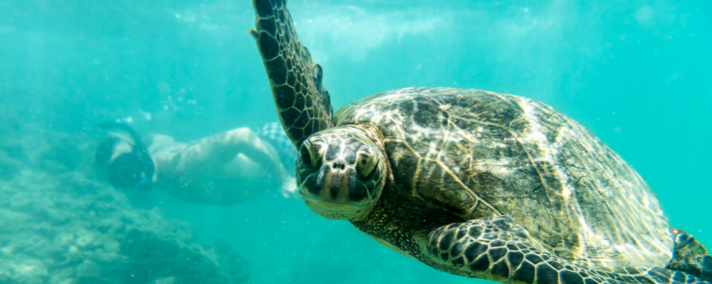 Swimming with turtle Hawaii