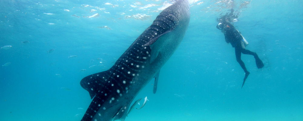 Diving with whales swimming