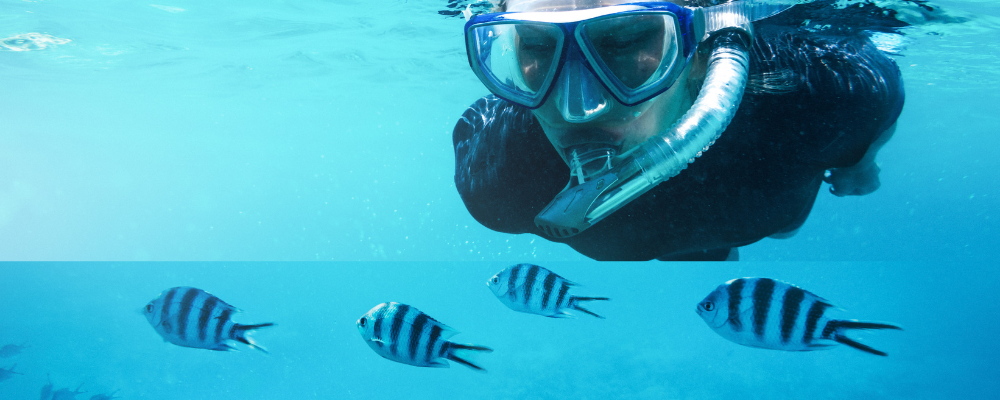 snorkeling with fish