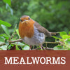 Mealworms