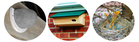Special Nest Boxes