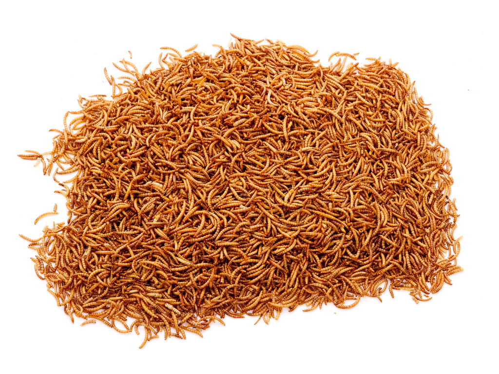 download dried mealworms