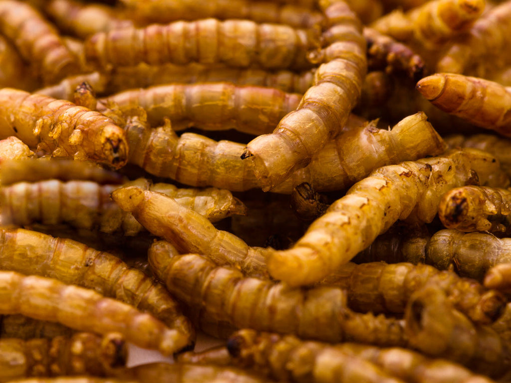 download bulk mealworms