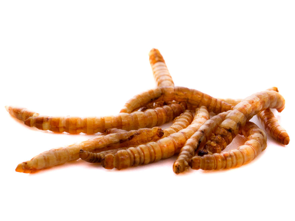 download dried mealworms