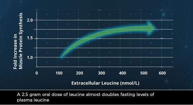 INCREASING BLOOD LEVELS OF LEUCINE IS KEY TO BUILDING MUSCLE