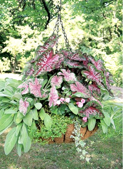 Stainless Steel Hanging Basket