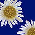 Paper Daisy Navy