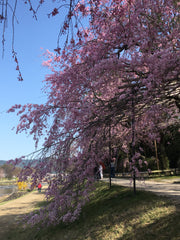 Kamo river - east side