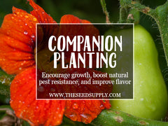 companion planting - the seed supply