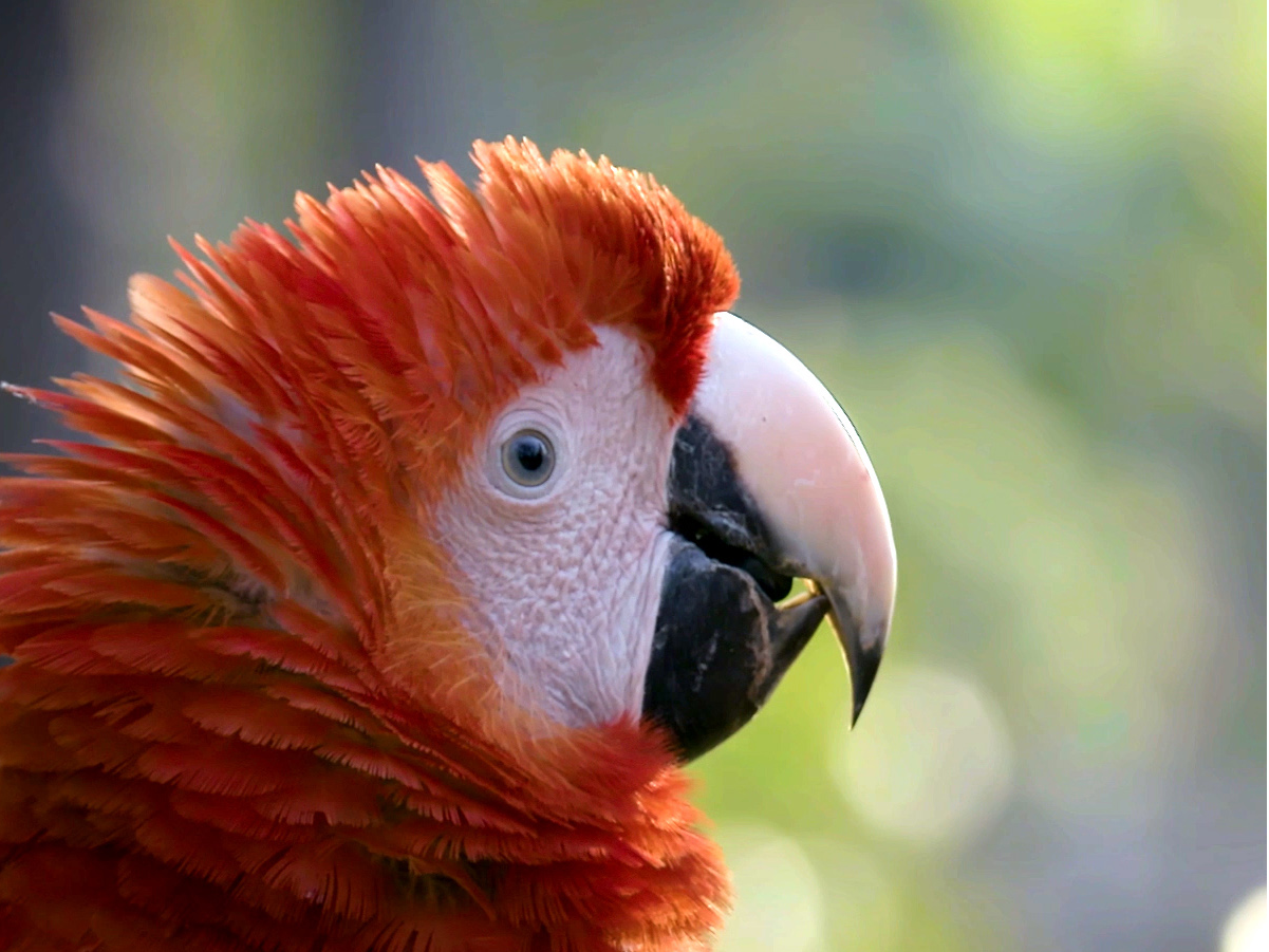 Red pets. Red list animals. Red list of threatened species. Macaw.