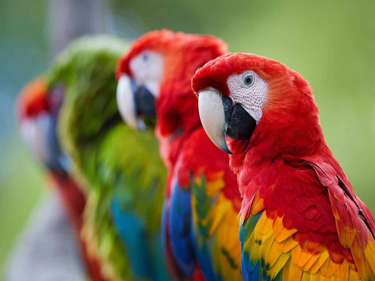 parrots