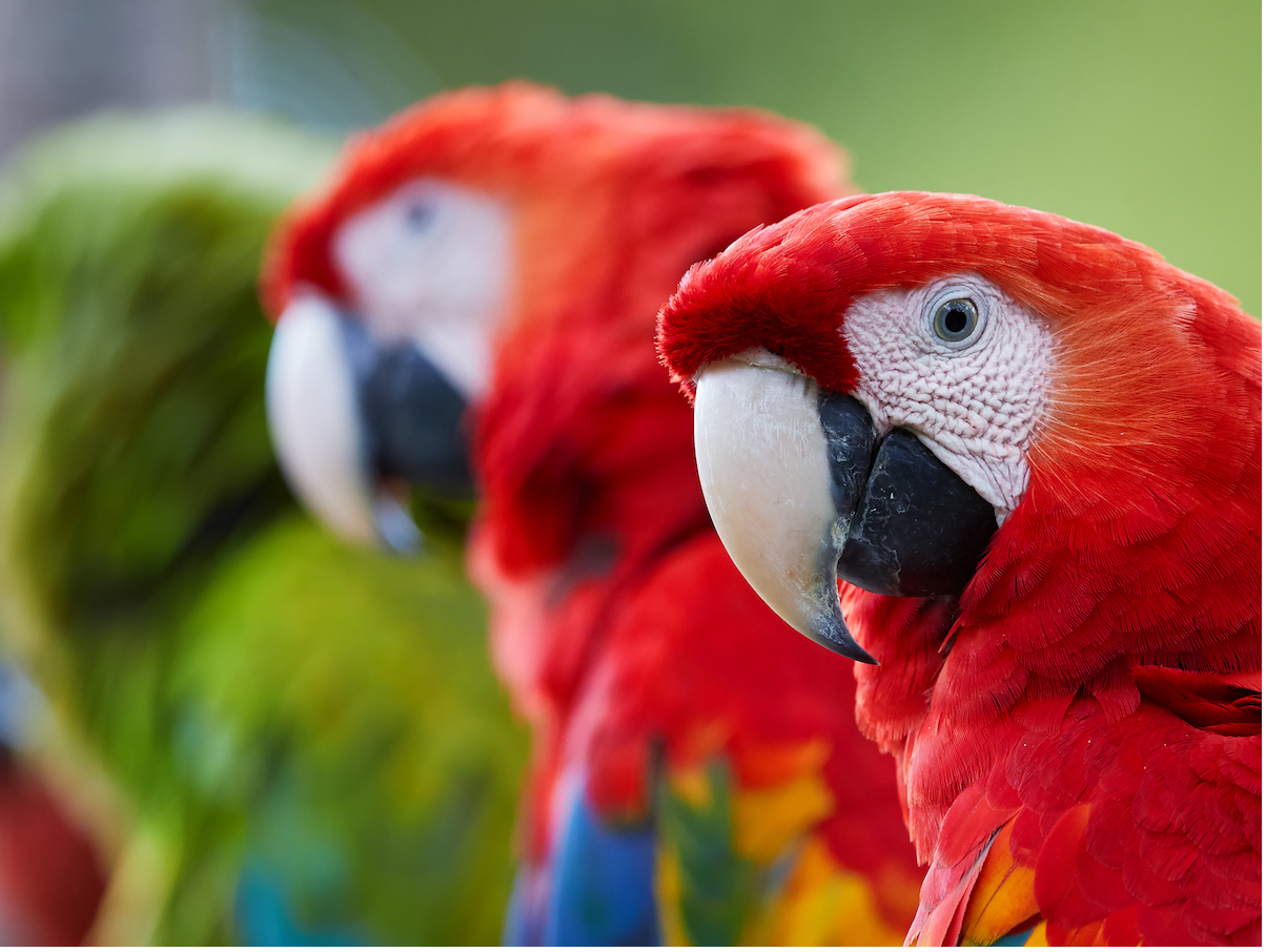 Why Birds Need Vitamins & Minerals | Parrot's Nutritional Guide ...