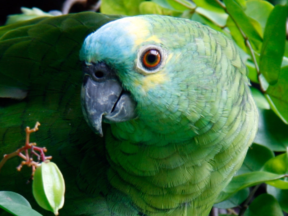 Calcium Deficiency in Parrots