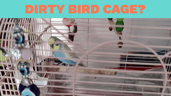 How to clean a bird cage