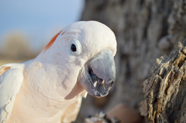 Vitamin D is critical for your parrots health